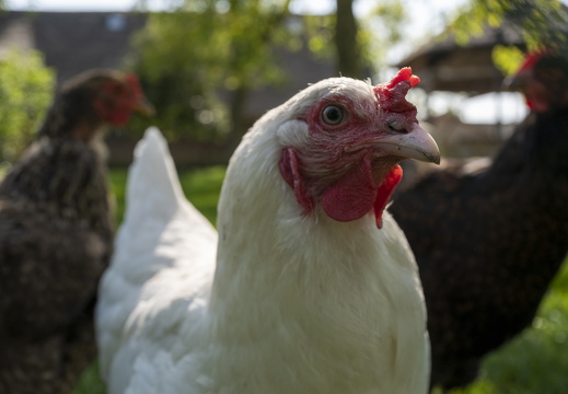 20220514-VoetenInLoenen-111