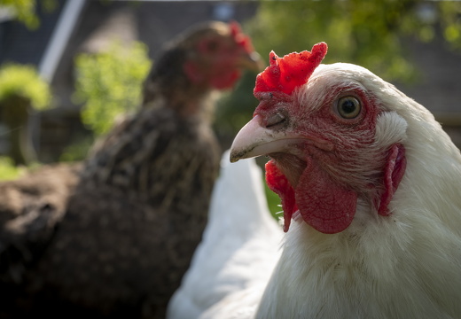 20220514-VoetenInLoenen-112