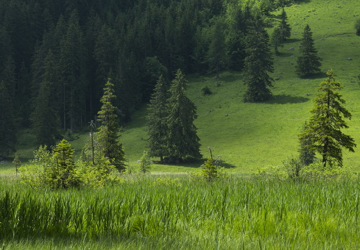 20220616-Lauenensee-165
