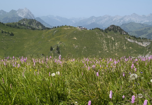 20220618-Rinderhorn-142
