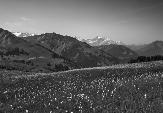 20220618-Rinderhorn-161-bewerkt