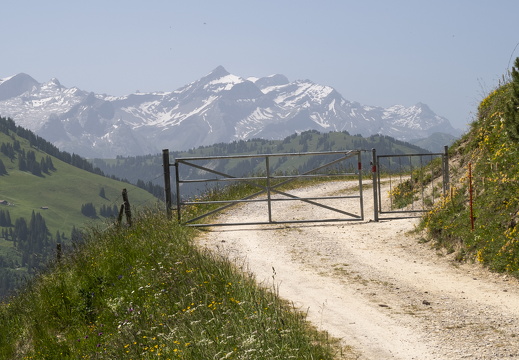 20220618-Rinderhorn-173