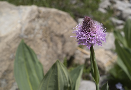 20220620-Sanetschsee-168