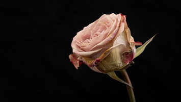 20221024-Bloemen-102