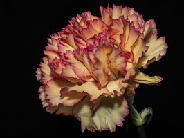 20221024-Bloemen-103