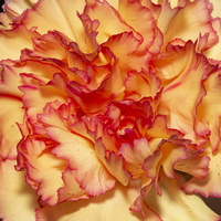 20221024-Bloemen-105