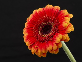 20221024-Bloemen-107