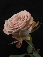 20221024-Bloemen-111