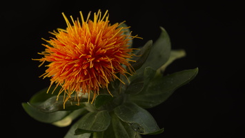 20221024-Bloemen-116