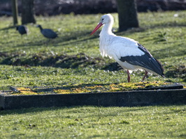20230128-Loenen-114