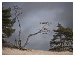 20230204-Kootwijkerzand-108
