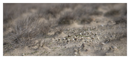20230204-Kootwijkerzand-113
