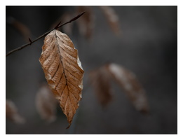 20230312-LageVuursche-101