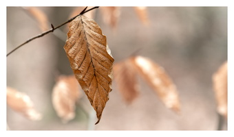 20230312-LageVuursche-102