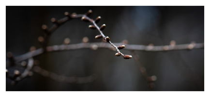 20230312-LageVuursche-104