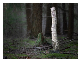 20230312-LageVuursche-105