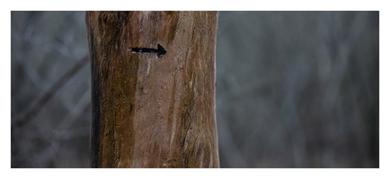 20230312-LageVuursche-106