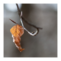 20230312-LageVuursche-111