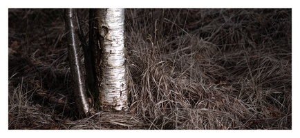 20230312-LageVuursche-112