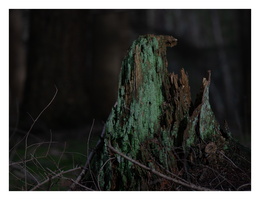 20230312-LageVuursche-113