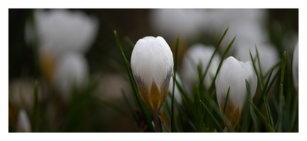 20230312-LageVuursche-114