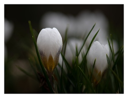 20230312-LageVuursche-115