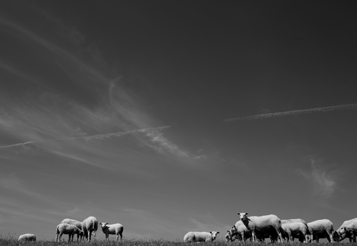 20230612-Friesland-104