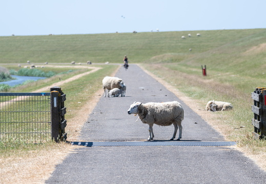 20230612-Friesland-105