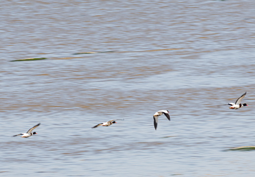 20230612-Friesland-122