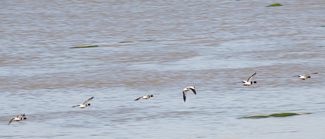 20230612-Friesland-122