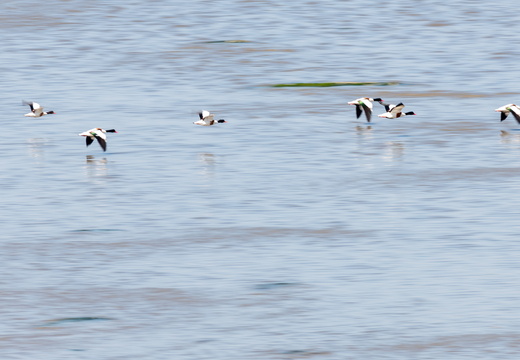 20230612-Friesland-123