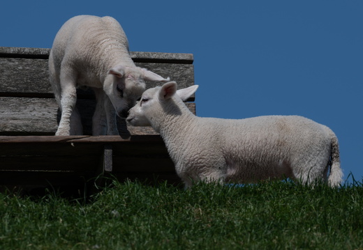 20230612-Friesland-126
