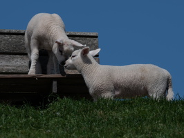 20230612-Friesland-126
