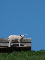 20230612-Friesland-127