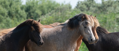 20230612-Friesland-128