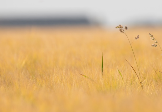 20230612-Friesland-133