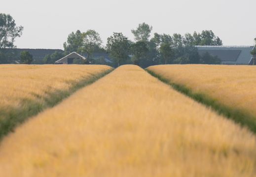 20230612-Friesland-134