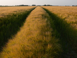 20230612-Friesland-136