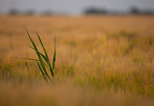 20230612-Friesland-137