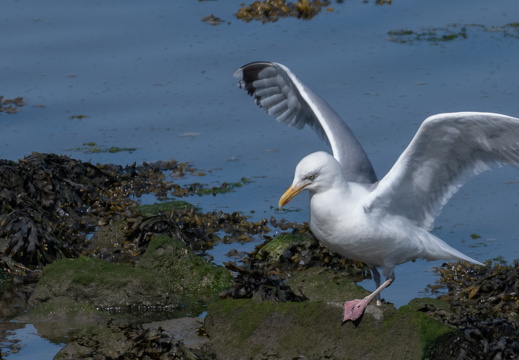20230615-Friesland-102