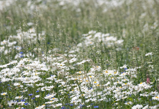 20230615-Friesland-110