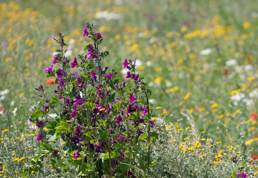 20230615-Friesland-111