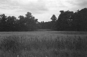 20230709-M3-35mm-Tmax400-Loenen-112