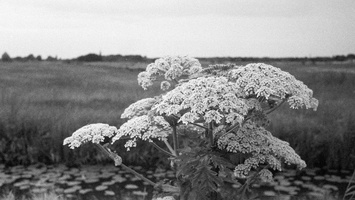 20230709-M3-35mm-Tmax400-Loenen-119