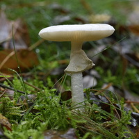 20231015-LageVuursche-101