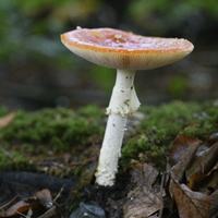 20231015-LageVuursche-102
