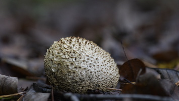 20231015-LageVuursche-103