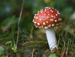 20231015-LageVuursche-104