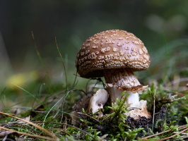 20231015-LageVuursche-106