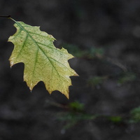 20231015-LageVuursche-107